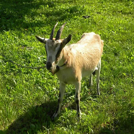 Miejsce Mocy Mazury Kolno (Warmian-Masurian)