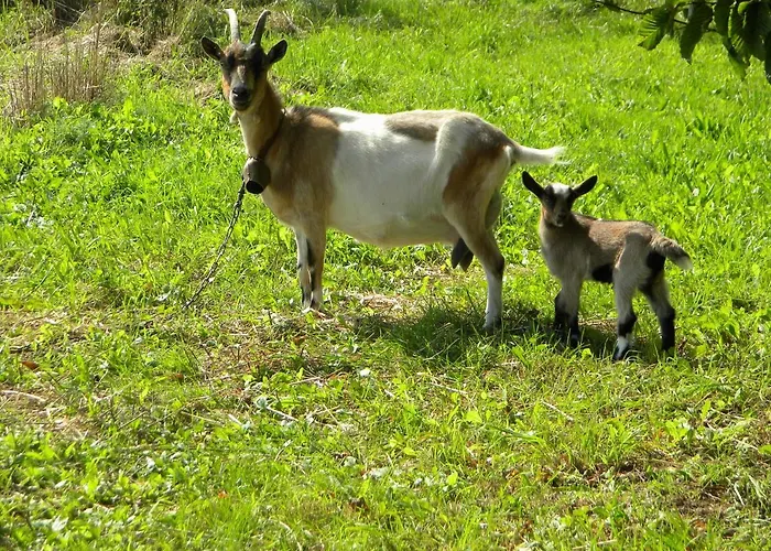 Miejsce Mocy Mazury Проживание в семье *