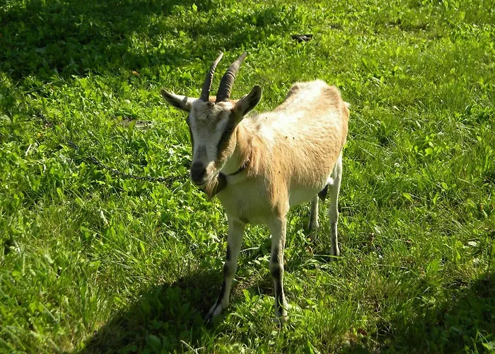 Miejsce Mocy Mazury Kolno (Warmian-Masurian)